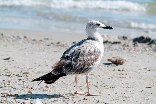 sea  gull  seagull