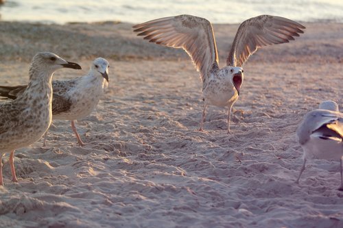 sea  gull  seagull