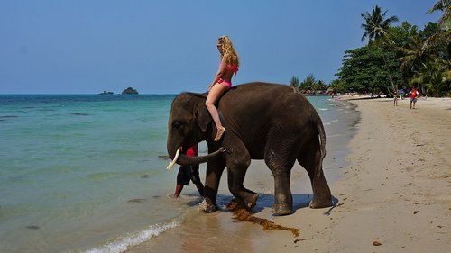 sea  elephant  beach