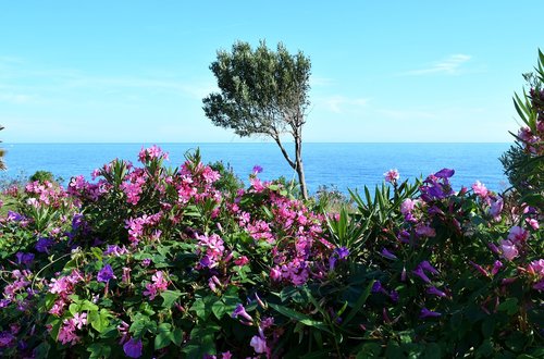 sea  plant  nature