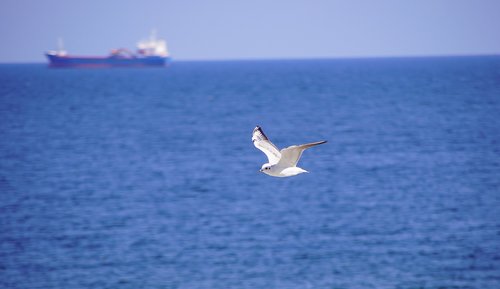 sea  seagull  ship