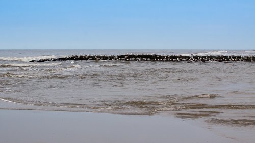 sea  gulls  water