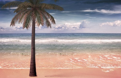 sea  palm  sand