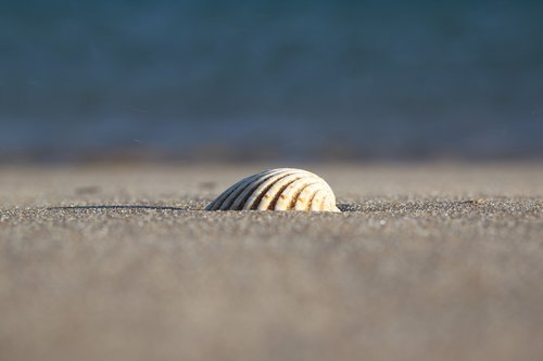 sea  sand  seashell