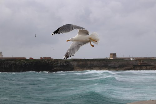 sea  bird  rocks