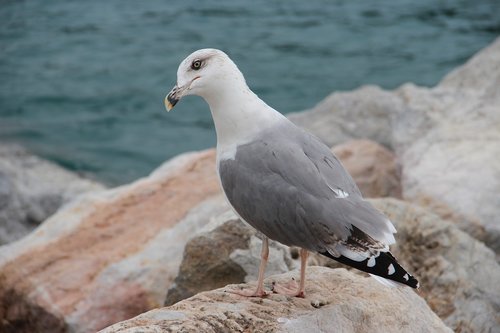 sea  seagull  rocks