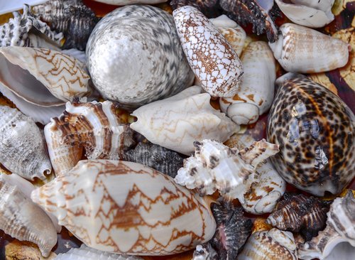 sea  shells  nature