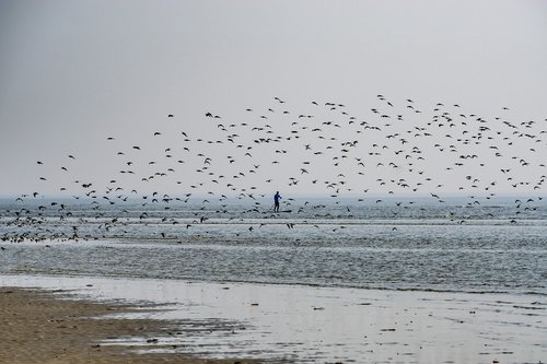 sea  beach  birds