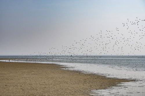 sea  beach  sand