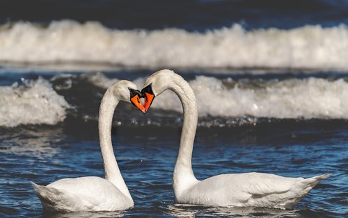 sea  swans  swan