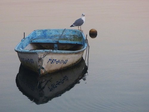 sea  seagull  barca