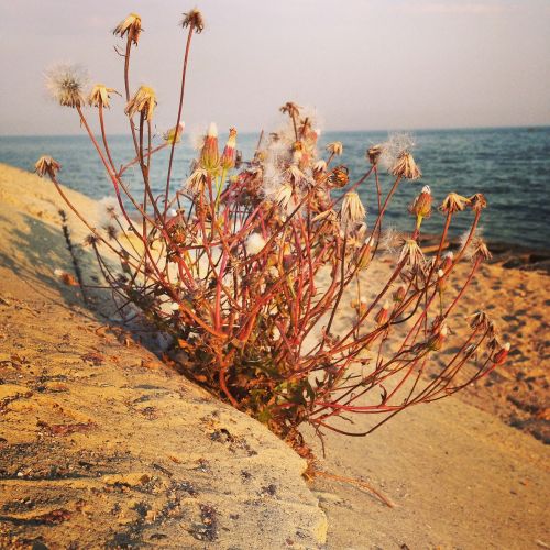 sea flower nature