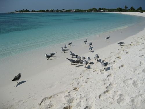 sea beach seagulls