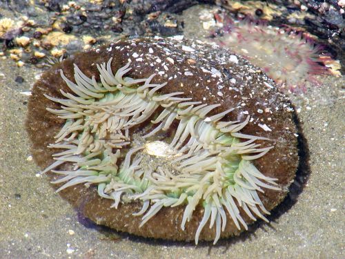 sea anemone underwater