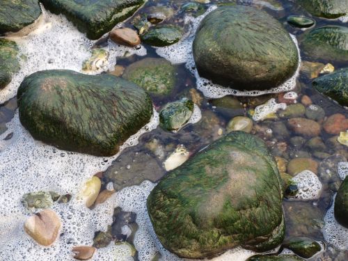 sea stones seaweed