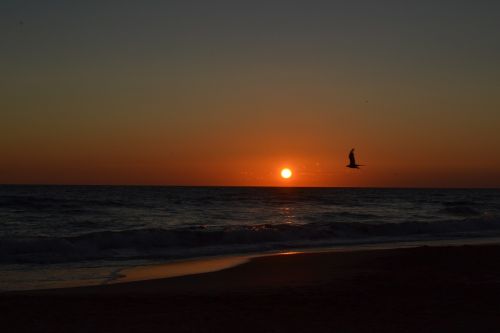 sea seagull sunset