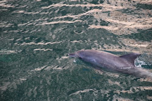 sea water dolphins