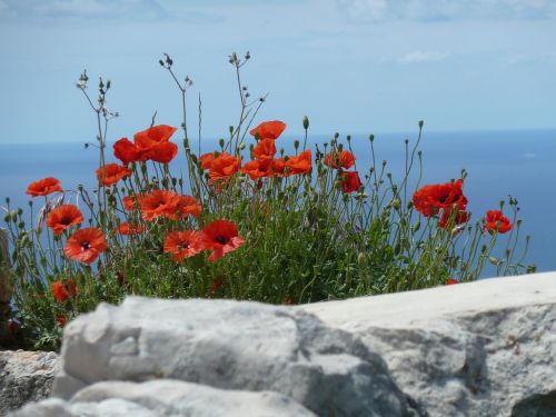 sea flowers landscape