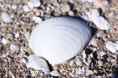 sea clam peel