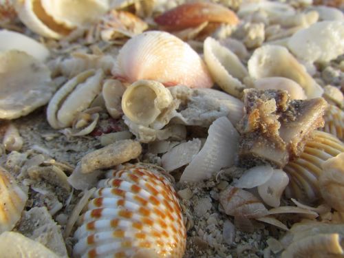 sea sea shells seashell