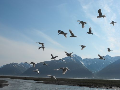 sea water birds blue