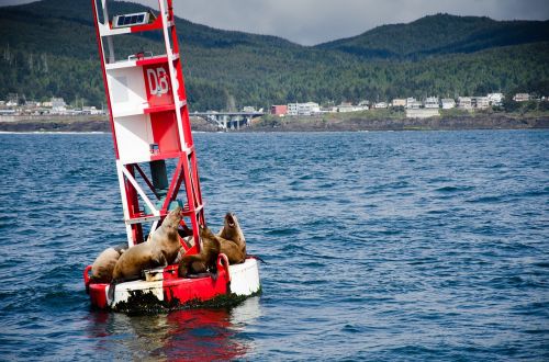 sea sea lion meeresbewohner