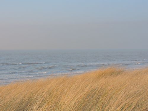 sea marram grass dune