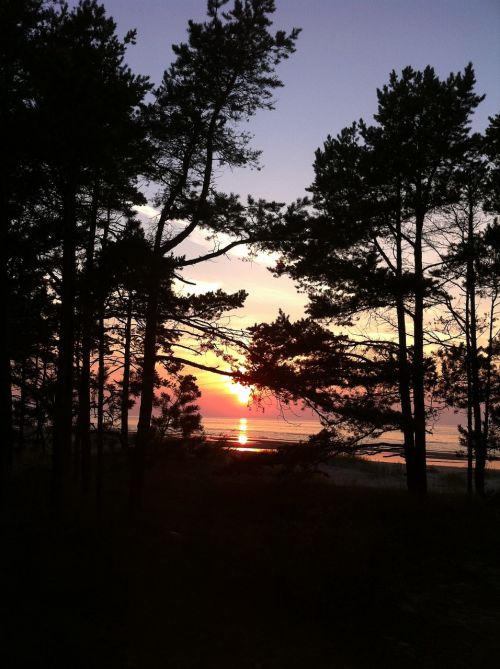sea sunset trees