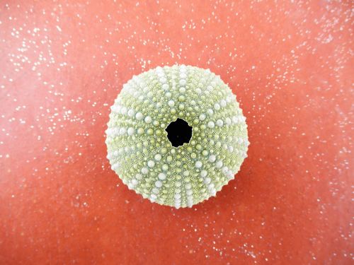 sea urchin echinoidea