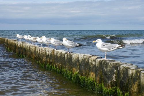 sea gulls groyne