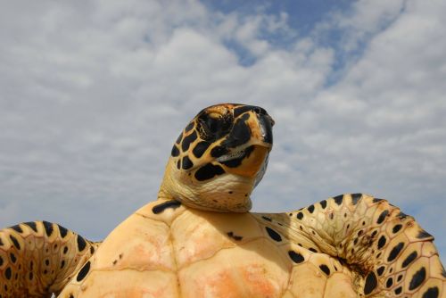 sea turtle sky