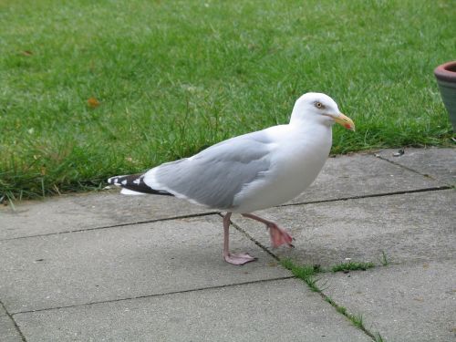 sea herring gull nature