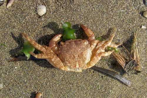 sea crab beach