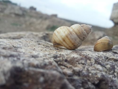 sea shell two shell