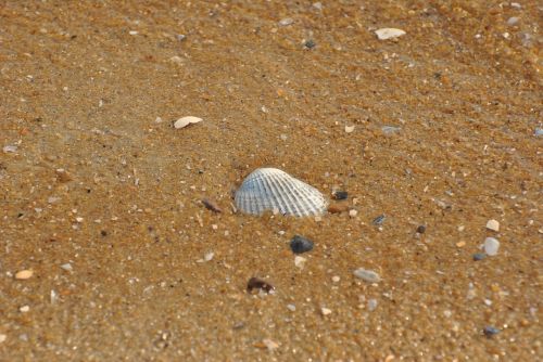 sea shell shells