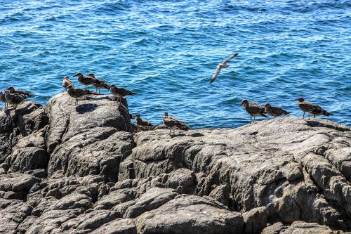sea birds rock