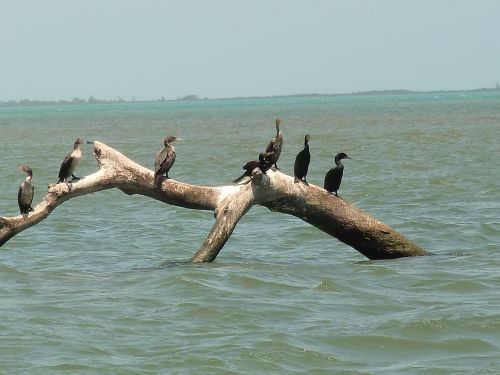 sea birds water