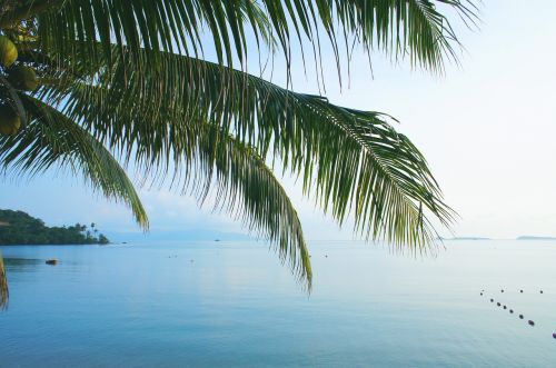 sea palm blue