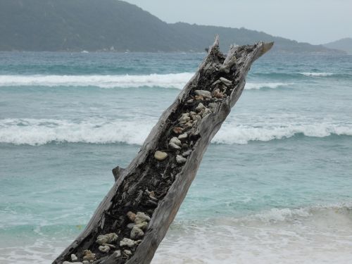 sea mussels tree stocking