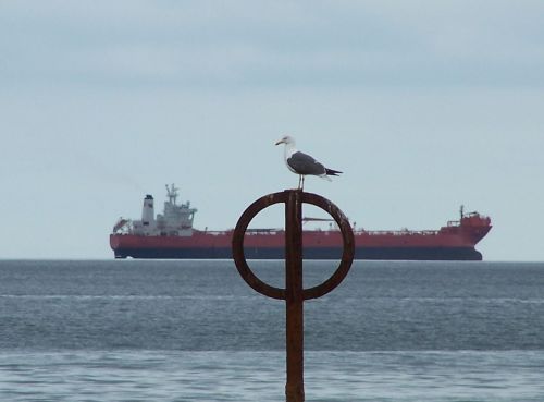 seagull ship peace of mind