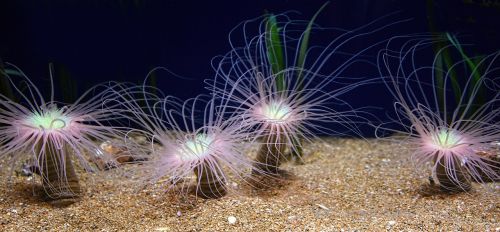 sea anemone ocean sea
