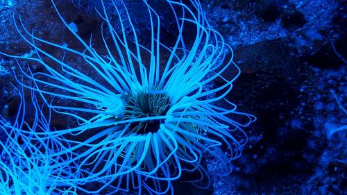 sea anemone aquarium ocean