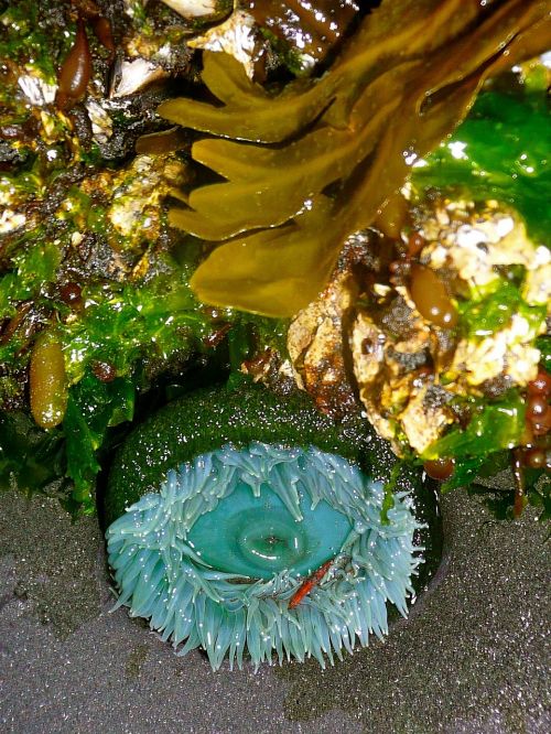 sea anemone tidepool seaweed