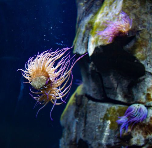 sea anemone colorful sea