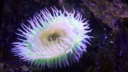 sea anemone  coral reef  creature