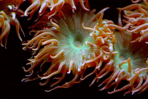 sea anemone aquatic animals animal