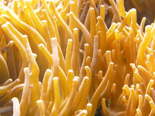 sea anemones aquarium actiniaria