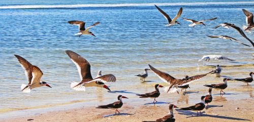 sea bird american black skimmer peak scissors