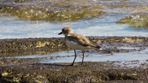 sea bird animal sea