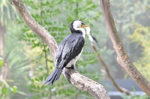 sea bird bird nature